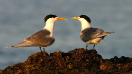 큰제비갈매기 from Wynyard TAS 7325, Australia on 2009년 11월... by Alan Melville · iNaturalist 큰제비갈매기 (Thalasseus bergii)