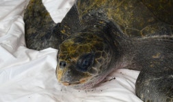 Recovered from beach at Seaview, Pacific Co., WA. Photo taken at Seaside Aquarium Seaside, OR be... · iNaturalist Lepidochelys... 