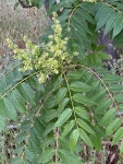가죽나무 from Rocky Pointe Natural Park, Simi Valley, CA, US on... by George Afghan · iNaturalist 가죽나무 (Ailanthus altissima)