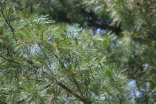 리기다소나무 from Charleston, WV, USA on 2023년 06월 10일... 오전 by Rodney Haynes · iNaturalist 리기다소나무 (Pinus rigida)