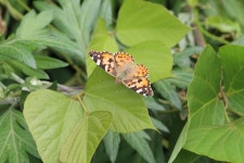 작은멋쟁이나비 from Mikunicho Komegawaki, Sakai, Fukui 913-0057, Japon on 2023년 05월 30일 (화) at 02:37 오후 by Emily Dent... 