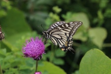 호랑나비 from Mikunicho Komegawaki, Sakai, Fukui 913-0057, Japon on 2023년 05월 30일 (화) at 02:47 오후 by Emily Dent... 