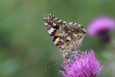 작은멋쟁이나비 from Mikunicho Komegawaki, Sakai, Fukui 913-0057, Japon on 2023년 05월 30일 (화) at 04:27 오후 by Emily Dent... 