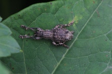 혹바구미 from Mikunicho Komegawaki, Sakai, Fukui 913-0057, Japon on 2023년 05월 30일 (화) at 04:39 오후 by Emily Dent... 