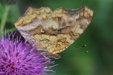 네발나비 from Mikunicho Komegawaki, Sakai, Fukui 913-0057, Japon on 2023년 05월 30일 (화) at 04:45 오후 by Emily Dent... 