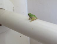 청개구리 from Tamadamachi, Kanuma, Tochigi 322-0072, Japan on 2023년 06월 19일 (월) at 02:43 오후 by belvedere04. Japanese name... 