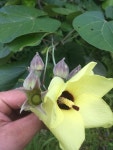 Hibiscus tiliaceus from Route 012, Maloata, AS, AS on 2018년 12월 14일 (금) at 08:06 오전 by Ben Hayden · iNaturalist Hibiscus... 