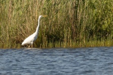 중대백로 from 5856 Wellerlooi, Niederlande on 2023년 06월 03일 (토) at 08:59 오전 by orion_05 · iNaturalist 중대백로 (Ardea... 
