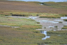 마도요 from Laâyoune, Maroc on 2023년 06월 10일 (토) at 10:34 오전 by Justin Philbois · iNaturalist 마도요 (Numenius arquata)