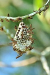 Polistes crinitus from Sánchez Ramírez, 43000, República Dominicana on 2014년 10월 01일 (수) by Oscar Marín · iNaturalist... 