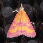 Pyrausta laticlavia from Balcones Canyonlands NWR, Travis Co., TX on 2010년 06월 23일 (수) by Chuck Sexton. About a half dozen... 