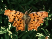 산네발나비 from Aalsmeer, Netherlands on 2023년 06월 21일... 오후 by Kārlis Jānis · iNaturalist 산네발나비 (Polygonia c-album)