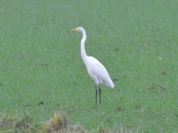 대백로 from 6613 Balgoij, Nederland on 2018년 12월 20일 (목) at 12:14 오후 by Herman Berteler ·  iNaturalist  대백로 (Ardea alba)