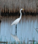 중대백로 from Back Bay NWR, coastal VA on 2010년 05월 28일 (금) by Chia aka Cory Chiappone · iNaturalist 중대백로 (Ardea alba)