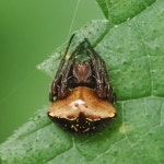 Genus Alenatea · iNaturalist Genus Alenatea