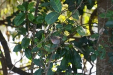 Petroica rosea from Coldstream Terrace, Ulmarra NSW 2462, Australia on 2023년 07월 01일 (토) at 10:50 오전 by Daniel. Bank of... 