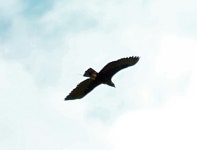흰죽지수리 in 7월 2017 by Светлана Стрижова · iNaturalist 흰죽지수리 (Aquila heliaca)