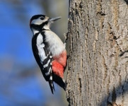 오색딱따구리 from 4312 Magden, Schweiz on 2022년 02월 13일... Buntspecht männlich · iNaturalist 오색딱따구리 (Dendrocopos... 