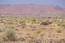 Struthio camelus australis from Karas Region, Namibia on 2009년 08월 25일 (화) at 08:29 오전 by Adam Mallon · iNaturalist... 