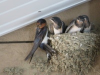 제비 from Enzankamiozo, Koshu, Yamanashi 404-0042, Japan on 2023년 07월 06일 (목) at 02:17 오후 by belvedere04. Japanese name... 