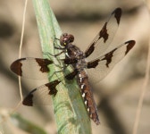 Plathemis lydia from TENNESSEE: Marshall County, Henry Horton State Park on 2011년 05월 26일 (목) by Diana-Terry Hibbitts... 