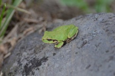 청개구리 in 10월 2022 by Alan Broderick · iNaturalist 청개구리 (Hyla japonica)