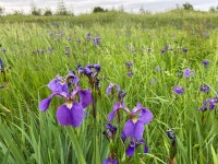 부채붓꽃 from 44Н-1, Городской Округ... (토) at 08:08 오후 by Maria Khoreva · iNaturalist 부채붓꽃 (Iris setosa)
