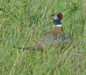 꿩 from West Pollock SRA, SD 57648, USA on 2016년 05월 17일... 05:53 오전 by Peter Jessen · iNaturalist 꿩 (Phasianus colchicus)