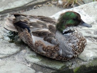 청머리오리 from Shinkawa, Mitaka, Tokyo 181-0004, Japan on 2023년 07월 15일 (토) at 04:48 오후 by jitensha2021 · iNaturalist... 