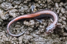 Plethodon cinereus from Wissahickon Green Ribbon Trail on 2015년 12월 26일 (토) by Matthew ODonnell · iNaturalist Plethodon... 