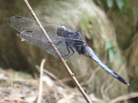 밀잠자리 from Tonomachi, Matsusaka, Mie 515-0073, Japan on 2023년 07월 19일 (수) at 01:32 오후 by kei_y · iNaturalist... 