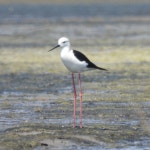 장다리물떼새 from Location: -6.834241, 109.052074 on 2023년... Al Fatih · iNaturalist 장다리물떼새 (Himantopus himantopus)