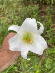 백합 from Tallahassee, FL, US on 2023년 07월 23일 (일) at 06:25 오후 by Ingolf Askevold · iNaturalist 백합 (Lilium longiflorum)