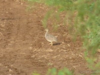Nothoprocta cinerascens from Belgrano, San Luis, Argentina on 2018년 02월 25일 (일) at 06:33 오후 by tresg · iNaturalist... 