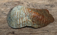 Monreal, Masbate, Philippines on 2023년 06월 30일 (금) at 10:18 오전 by Pete Woodall. 0109/10 · iNaturalist Lamarcka ventricosa