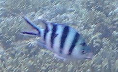 Abudefduf sexfasciatus from San Miguel Is, Monreal, Masbate, Philippines on 2023년 06월 30일 (금) at 10:38 오전 by Pete... 