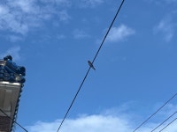 제비 from 눌재로4번길, 울산광역시, 울산광역시, KR on 2023년 07월 26일 (수) at 10:06 오전 by sanghanson · iNaturalist 제비... 