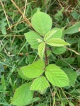 Rubus ulmifolius from Costa e Caldeirão do Corvo, Corvo, Azoren, PT on 2023년 07월 28일 (금) at 03:30 오후 by Hanno Schaefer... 