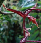 Gongora cruciformis · iNaturalist Gongora cruciformis