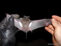Mops nigeriae from Bangui on 2012년 12월 03일 (월) by COLOMBO Raphaël. AB : 48,4 Ti : 15,6 Tail : 46,4 CM3 : 7 · iNaturalist... 