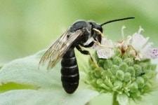 꼬마꽃벌족 from Hanover County, VA, USA on 2023년 06월 26일 (월) at 11:39 오전 by Louise Woodrich · iNaturalist 꼬마꽃벌족... 