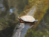 동부비단거북 from Middlesex Fells Reservation, Medford, MA... iNaturalist 동부비단거북 (Subspecies Chrysemys picta picta)