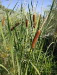 큰잎부들 from Round Valley, California 93514, USA on 2023년... 10:23 오전 by erickmahood · iNaturalist 큰잎부들 (Typha latifolia)