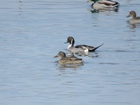 고방오리 from Haeryong-myeon, Suncheon-si, Jeollanam-do, South... at 12:24 오후 by Seokin Yang · iNaturalist 고방오리 (Anas acuta)