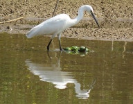 쇠백로 from Songshan Lake, Dongguan, China, 511700 on 2019년 01월 31일 (목) by Linda · iNaturalist 쇠백로 (Egretta garzetta)