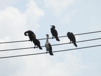 일본민물가마우지 from 1142-2 Okamoto, Kamakura, Kanagawa 247-0072, Japan on 2023년 08월 12일 (토) at 07:41 오후 by Mike... 