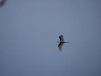 중대백로 from 5856 Wellerlooi, Niederlande on 2023년 08월 13일 (일) at 04:05 오후 by Peter Bönnen · iNaturalist 중대백로... 