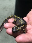 Ambystoma maculatum from Esker Lakes Provincial Park, Cochrane, Unorganized, North Part, ON, CA on 2023년 08월 11일 (금) at 04... 