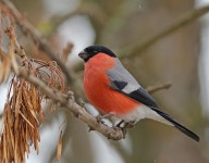 멋쟁이새 from Brovary, Kyiv Oblast, Ukraine on 2021년 02월... 10:55 오전 by OlegRozhko · iNaturalist 멋쟁이새 (Pyrrhula pyrrhula)
