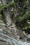 Pinus longaeva from Tooele County, UT, USA on 2005년 07월 21일 (목) at 02:20 오후 by springlake1 · iNaturalist Pinus longaeva